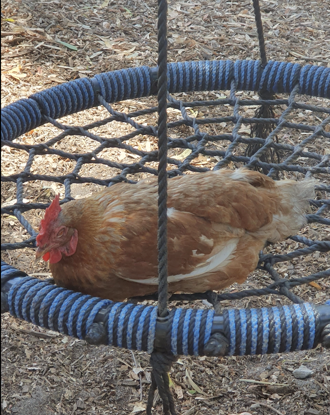 2026 is well underway and shaping up to be the best year ever on the Farm, after all, what could top a chicken sleeping on a swing????.