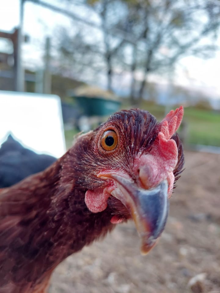Exciting Updates from Our Farm School! 🌱